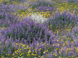 Blue Pod Lupin and Dandelions  Crescent City  California  USA
