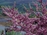 Pink Flowering Cherry Tree and Whitewashed Buildings  Ronda  Spain