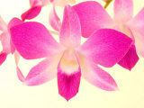 Dendrobium Orchid