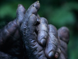 Male Chimpanzee Clasps His Foot  Gombe National Park  Tanzania