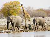 African Elephants and Giraffe at Watering Hole  Namibia