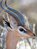 Close-up of Male Gerenuk  Kenya