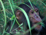 Female Chimpanzee Rolls the Leaves of a Plant  Gombe National Park  Tanzania
