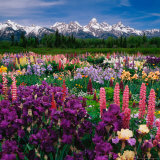 Iris and Lupin Garden  Teton Range