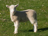 New Lamb  South Island  New Zealand