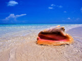 Conch at Water's Edge  Pristine Beach on Out Island  Bahamas
