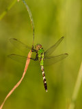 Green Clearwing Dragonfly