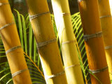 Bamboo Stems  Queensland Australia