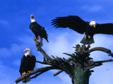 Three Bald Eagles (Haliaeetus Leucocephalus) in Homer Alaska  Homer  USA