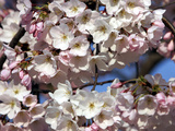 The Blossoms are Almost in Full Bloom on the Cherry Trees at the Tidal Basin