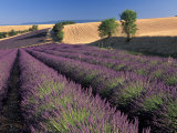 Lavender Field  Provence  France