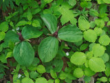 Toadshade or Red Trillium