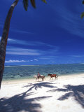 Palm Trees and Horses  Tambua Sands  Coral Coast  Fiji