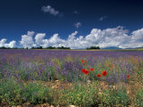 Lavender Field  Provence  France