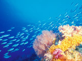 Schooling Fusiliers  Papua  Indonesia