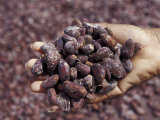 Handful of Nutmeg  St George  Grenada  Caribbean