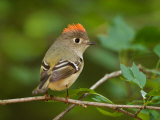 Male Ruby-Crowned Kinglet