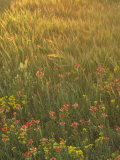 Paintbrush  Low Bladderpod and Grass  Texas Hill Country  USA