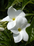 White Flowers on Palm Beach  Aruba