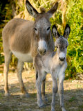 Mother and Baby Donkeys on Salt Cay Island  Turks and Caicos  Caribbean