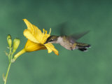 Female Ruby-Throated Hummingbird Feeding in Flight
