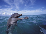 Bottlenose Dolphins  Caribbean