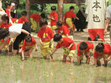 South Korean Kindergarten Pupils Plant Rice Seedlings
