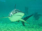 Shark  Sea World  Gold Coast  Queensland  Australia
