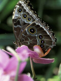 Blue Morpho Butterfly