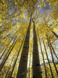 Fall-Colored Aspen Trees  Stevens Pass  Washington  USA