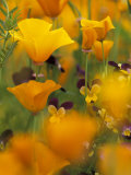 Californina Poppies  USA