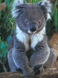 Koala  Australia