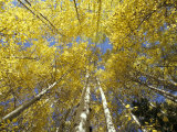 Fall-Colored Aspen Trees  Stevens Pass  Washington  USA