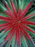 Cactus Detail  Chrstoffel National Park  Curacao  Caribbean