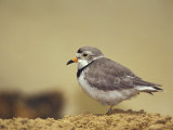 Piping Plover
