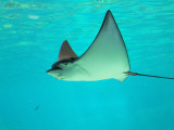 Sting Ray  Sea World  Gold Coast  Queensland  Australia