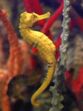 A Longsnout Seahorse Moves Gracefully Through Coral