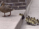 A Mother Duck  Left  Takes Her Ducklings for a Walk up a Flight of Cement Steps