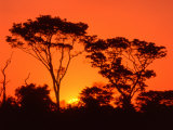 Trees Silhouetted by Dramatic Sunset  South Africa