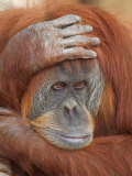 Female Sumatran Orangutan