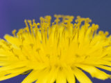 Common Dandelions in Great Smokey Mountains National Park  Tennessee  USA