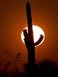 A Saguaro Cactus is Silhouetted as the Sun Sets Over the Southwestern Desert