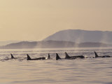 Orca Whales Surfacing in the San Juan Islands  Washington  USA