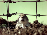 A Young Prairie Dog