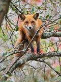 Red Fox in Tree