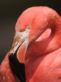 Chilean Flamingo