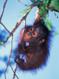 Baby Orangutan  Tanjung Putting National Park  Indonesia