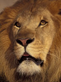 Closeup of a Male Lion  South Africa