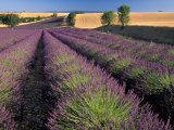 Lavender Field  Provence  France
