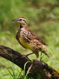Eastern Meadowlark